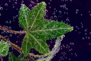 Hoja de hiedra bajo el agua, con burbujitas - Cómo hacer detergente casero con hiedra