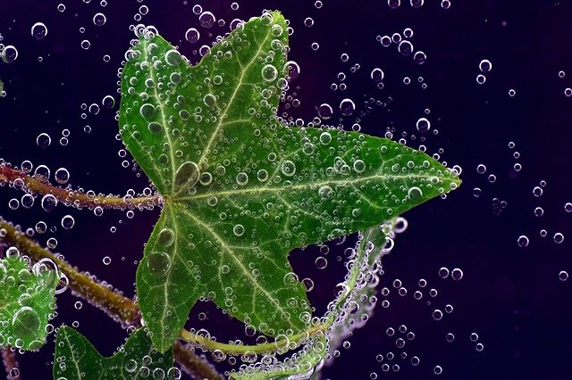 Hoja de hiedra bajo el agua, con burbujitas - Cómo hacer detergente casero con hiedra